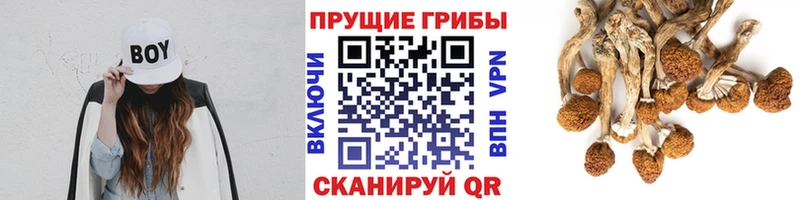 продажа наркотиков  Губкин  Псилоцибиновые грибы ЛСД 